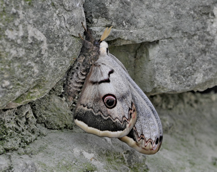 Saturnia pyri